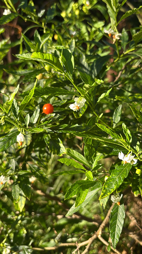 Solanum pseudocapsicum observed 2026-05-22