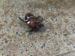 Heterogomphus dilaticollis