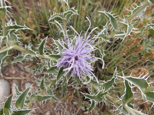 Carthamus duvauxii