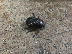 Heterogomphus dilaticollis