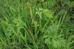 Kitagawia terebinthacea