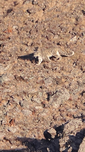 ユキヒョウ