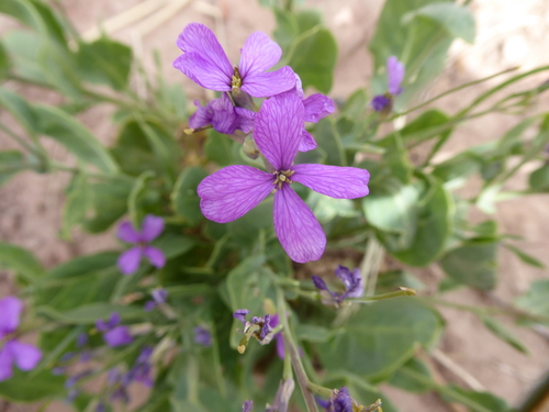 Violet Cabbage