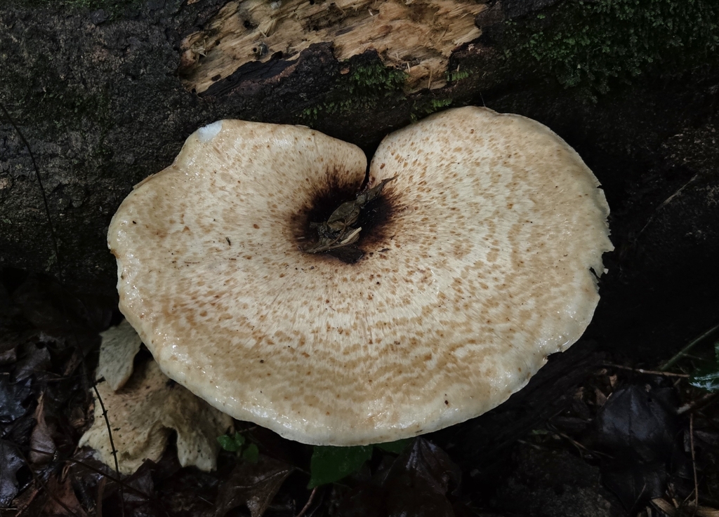 Dryad's Saddle · May 2026 · photo: Photo: (c) Ben Gruhot, some rights reserved (CC BY) · iNaturalist