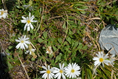 Celmisia glandulosa