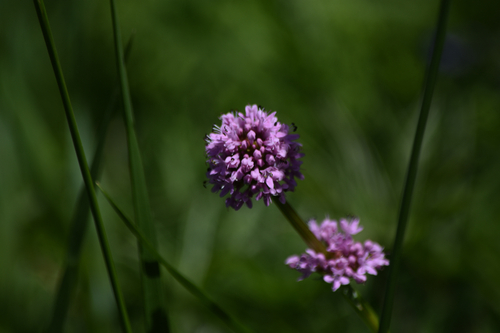 Plectritis congesta ssp. nitida