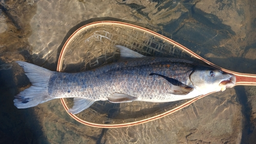 Tugela labeo (Labeo rubromaculatus) — Cyprinidae — 3