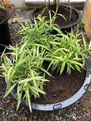 Melicytus lanceolatus