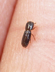 Xyleborinus saxesenii