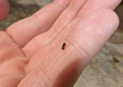 Xyleborinus saxesenii