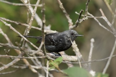 Narrow-Billed Antwren photo 2