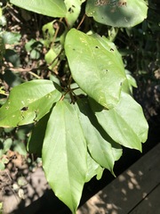 Mallotus philippensis