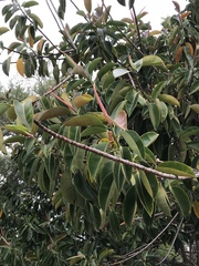 Magnoliopsida