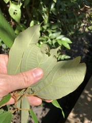 Mallotus philippensis