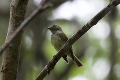 Wied's Tyrant-Manakin photo 1