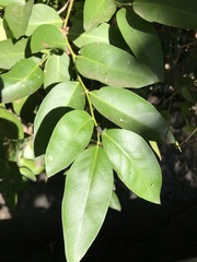 Capparis arborea