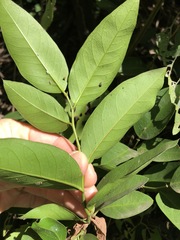 Capparis arborea
