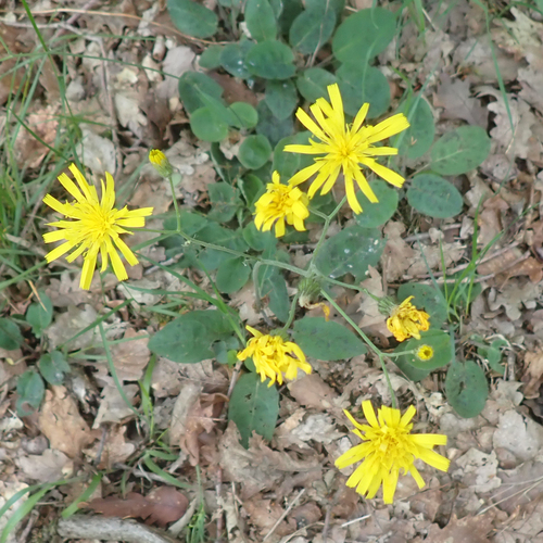 Hieracium glaucinum observed 2026-05-21