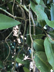 Capparis arborea