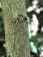 Capparis arborea