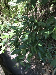 Capparis arborea