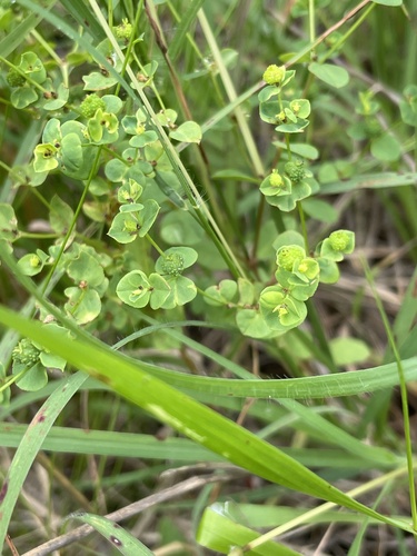 Euphorbia spathulata, photograph 6