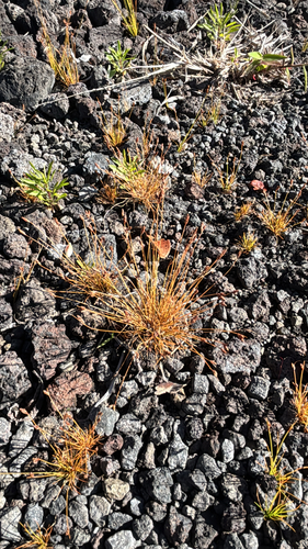 Bulbostylis capillaris observed 2026-05-22