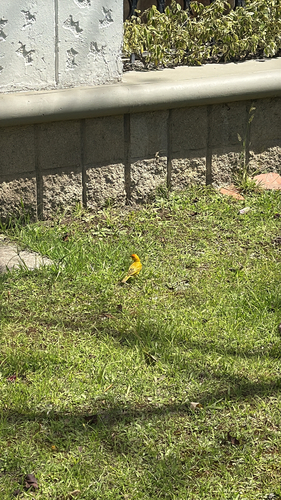 Saffron Finch