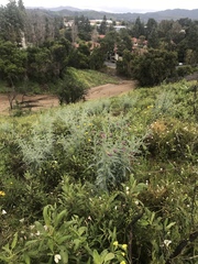 Astragalus brauntonii