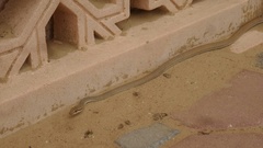 Psammophis schokari