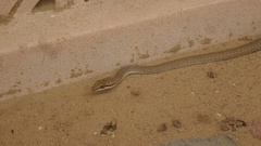 Psammophis schokari