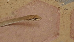 Psammophis schokari