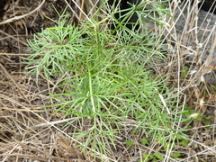 Anisotome cauticola