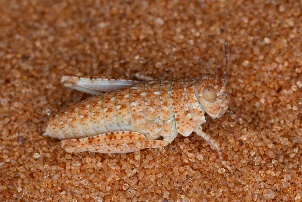 Trimerotropis barnumi