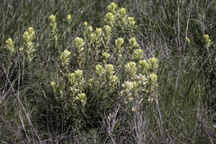 Castilleja purpurea