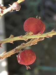 Mallotus philippensis