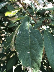 Mallotus claoxyloides