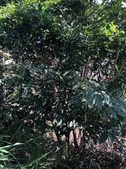 Mallotus claoxyloides