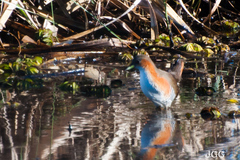 Laterallus melanophaius