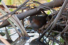 Laterallus melanophaius