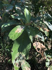 Mallotus claoxyloides