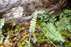 Polystichum lachenense