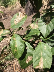 Mallotus claoxyloides