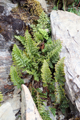 Dryopteris alpestris