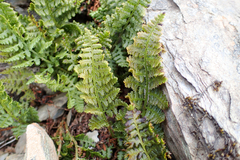 Dryopteris alpestris