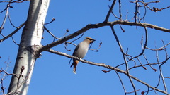 Bombycilla garrulus