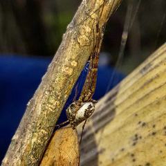 Tylorida ventralis