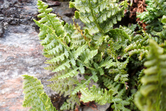Dryopteris alpestris