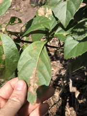 Mallotus claoxyloides