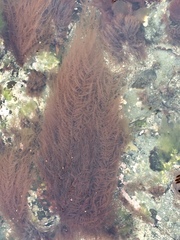 Cumathamnion decipiens